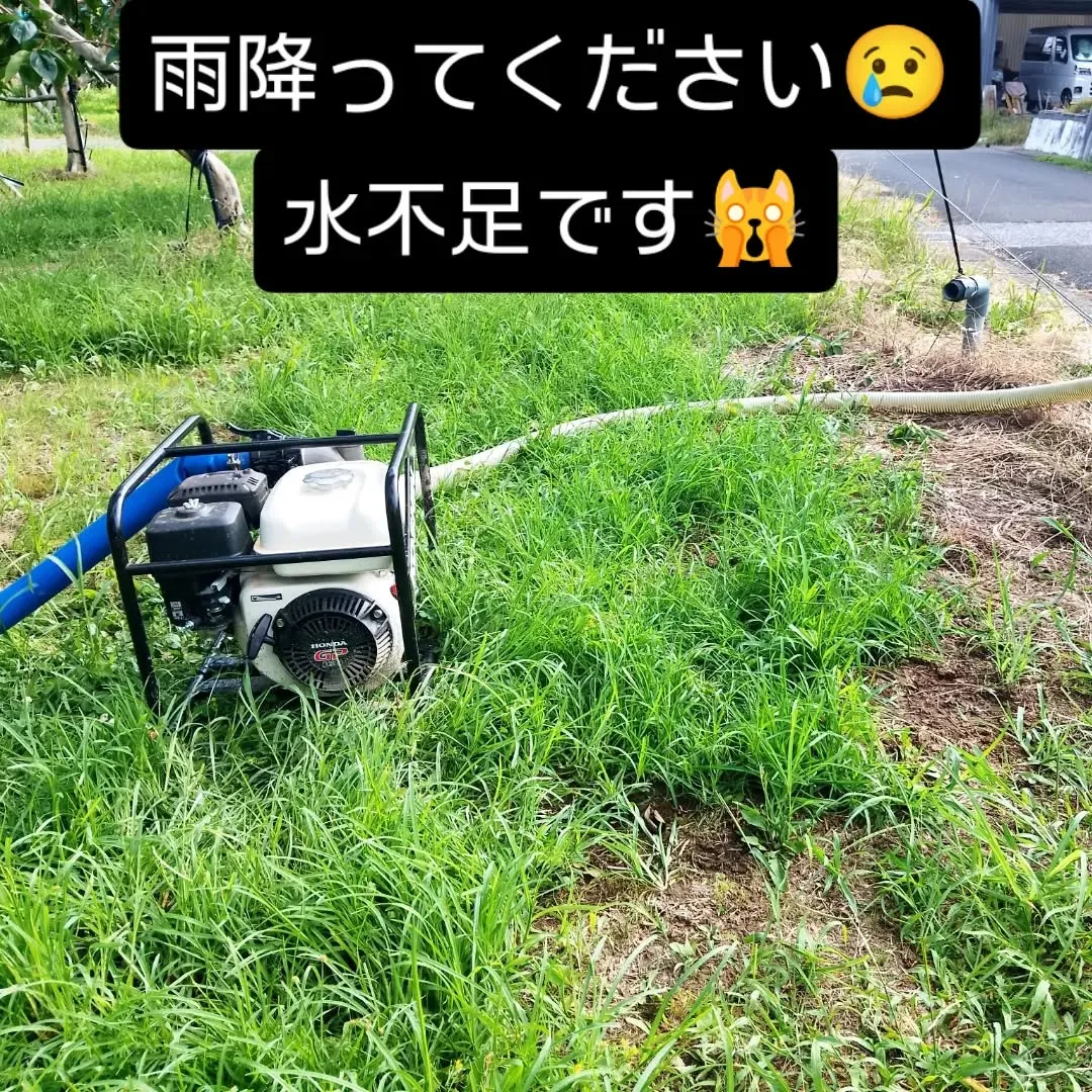 雨が降らなさすぎる😭