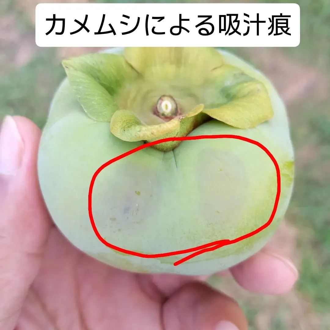 カメムシ襲来被害😱