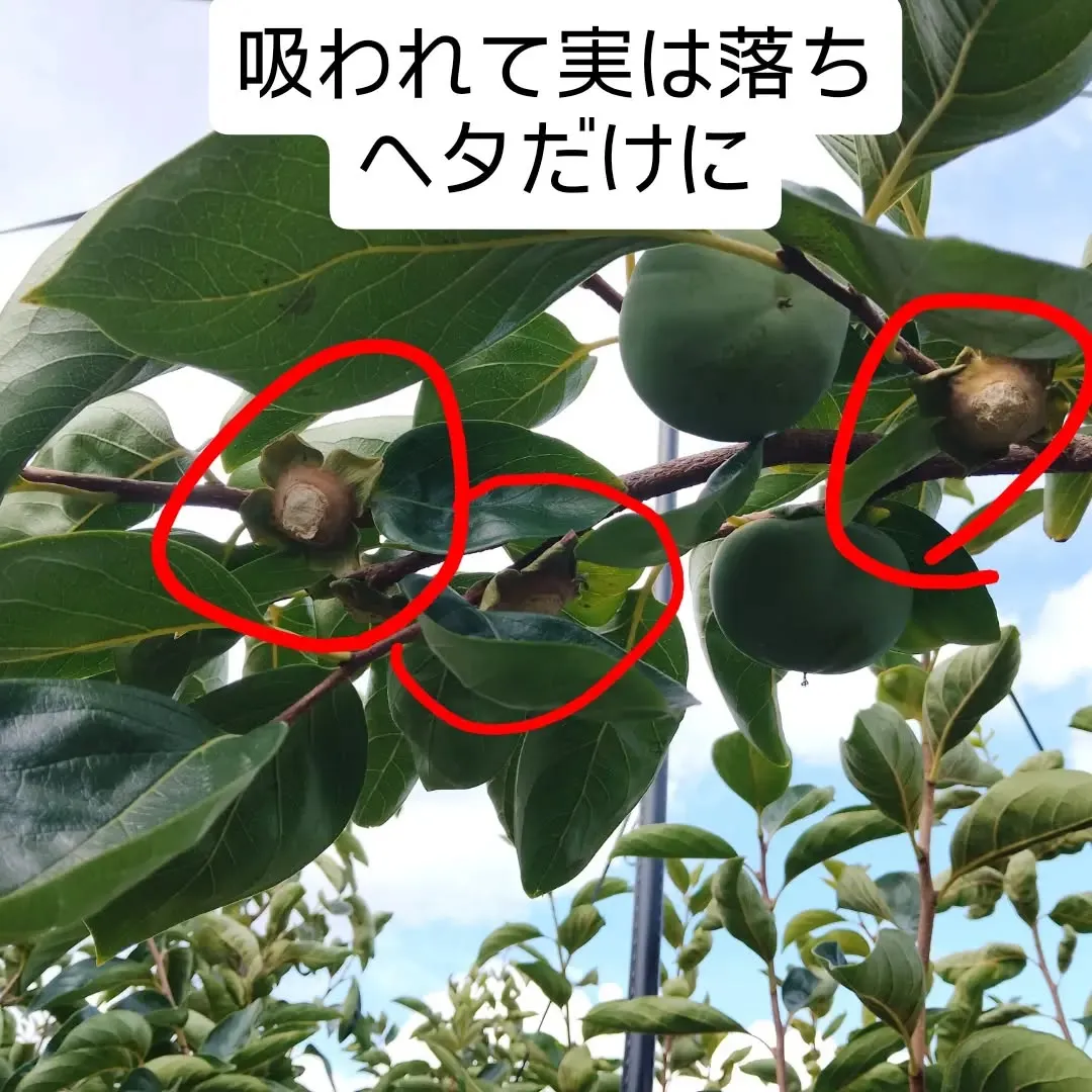 カメムシ襲来被害😱