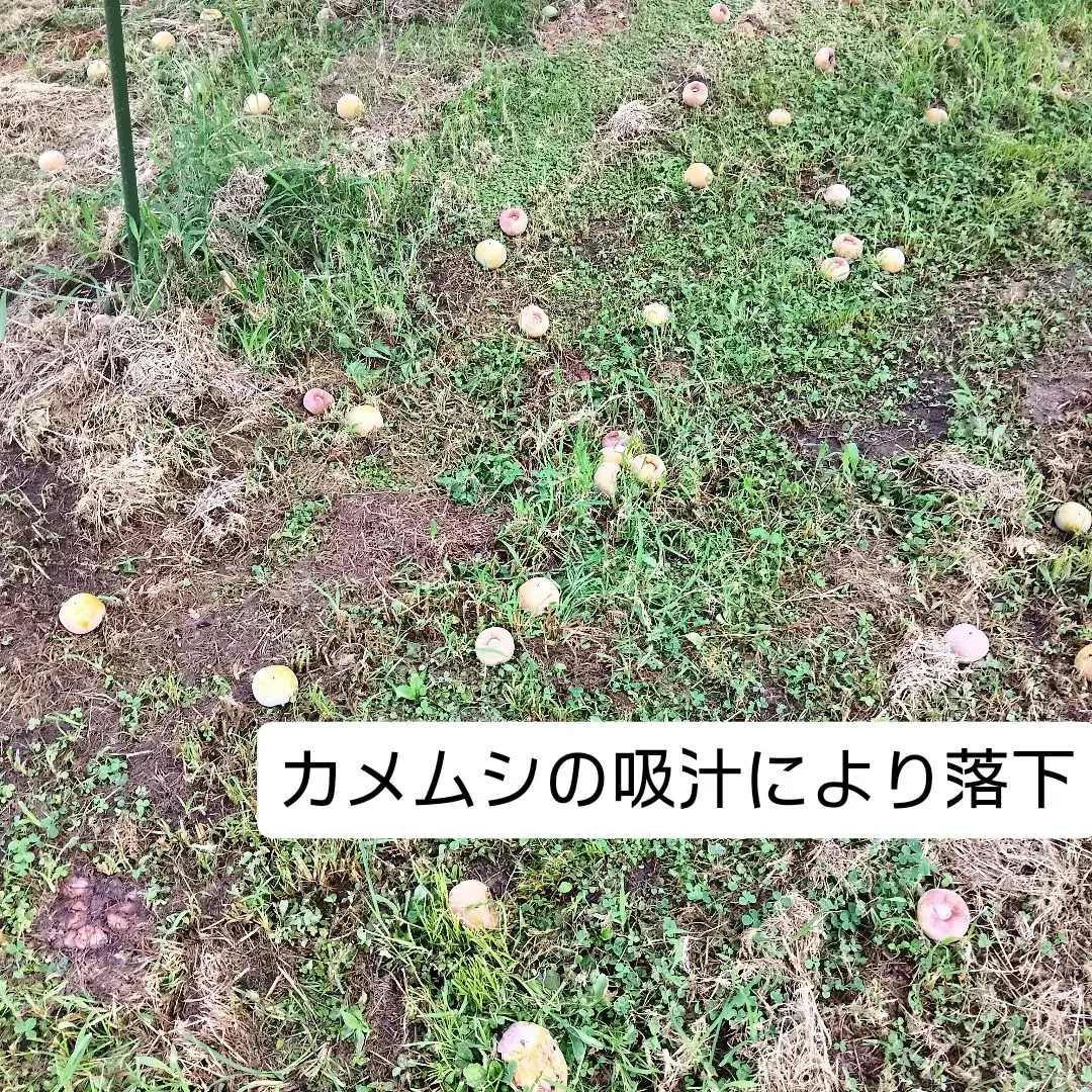 カメムシ襲来被害😱