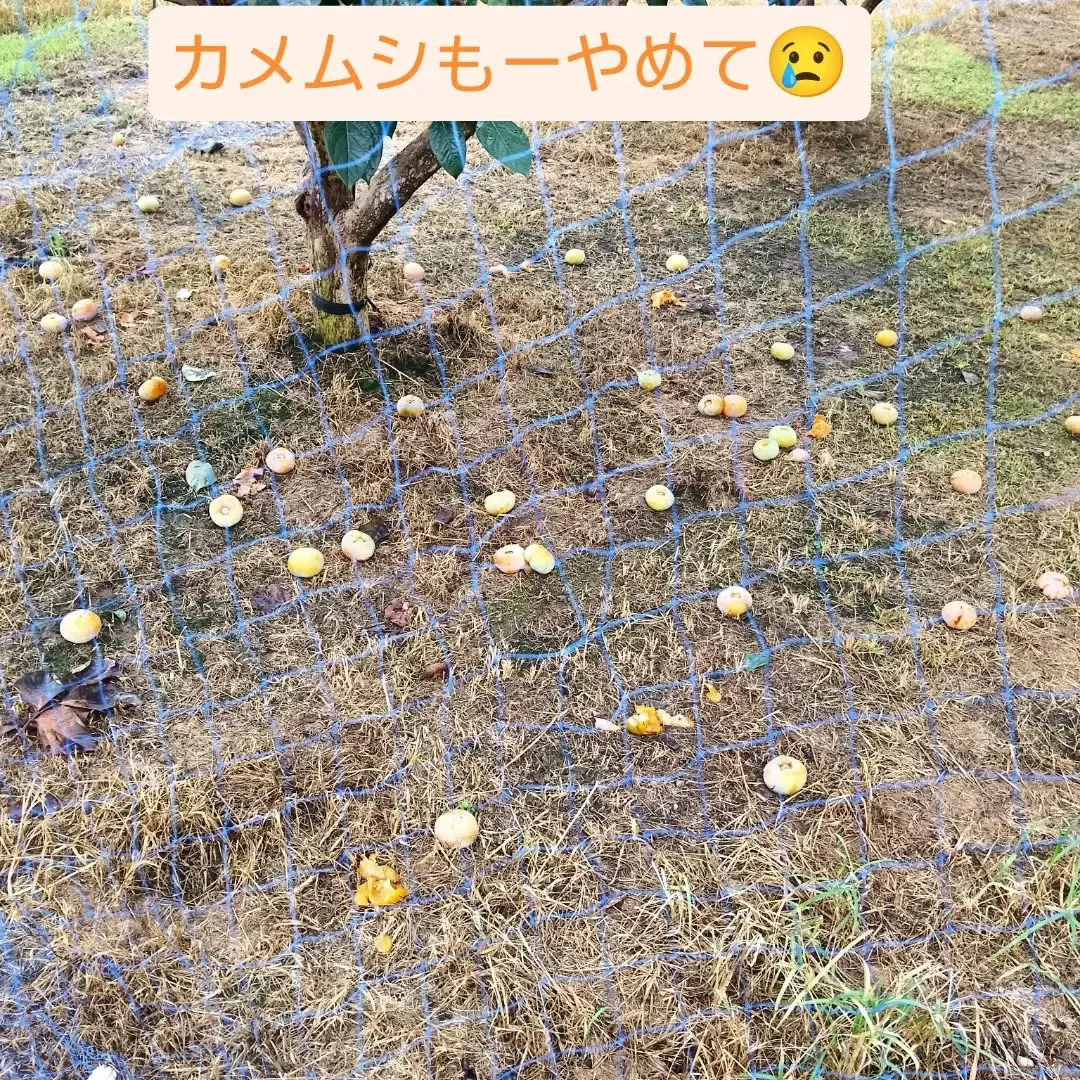 カメムシの被害が深刻です💦