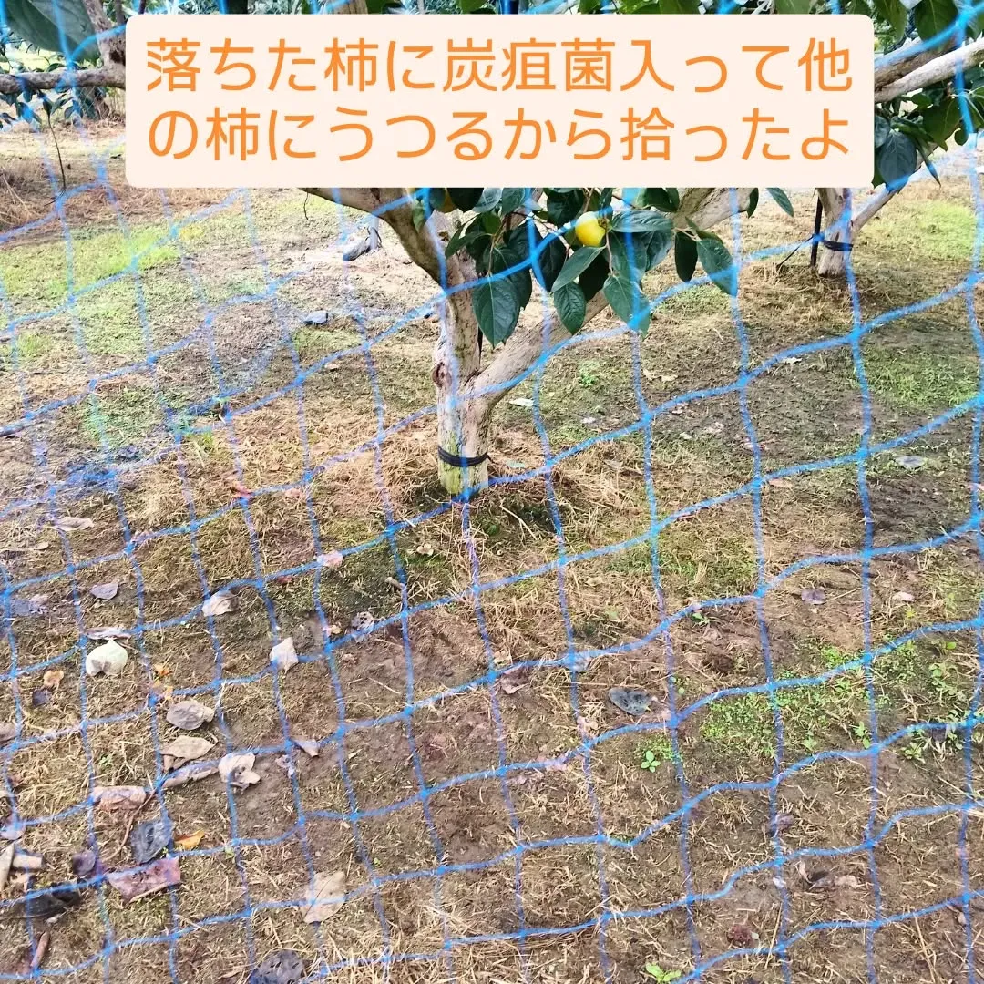カメムシの被害が深刻です💦