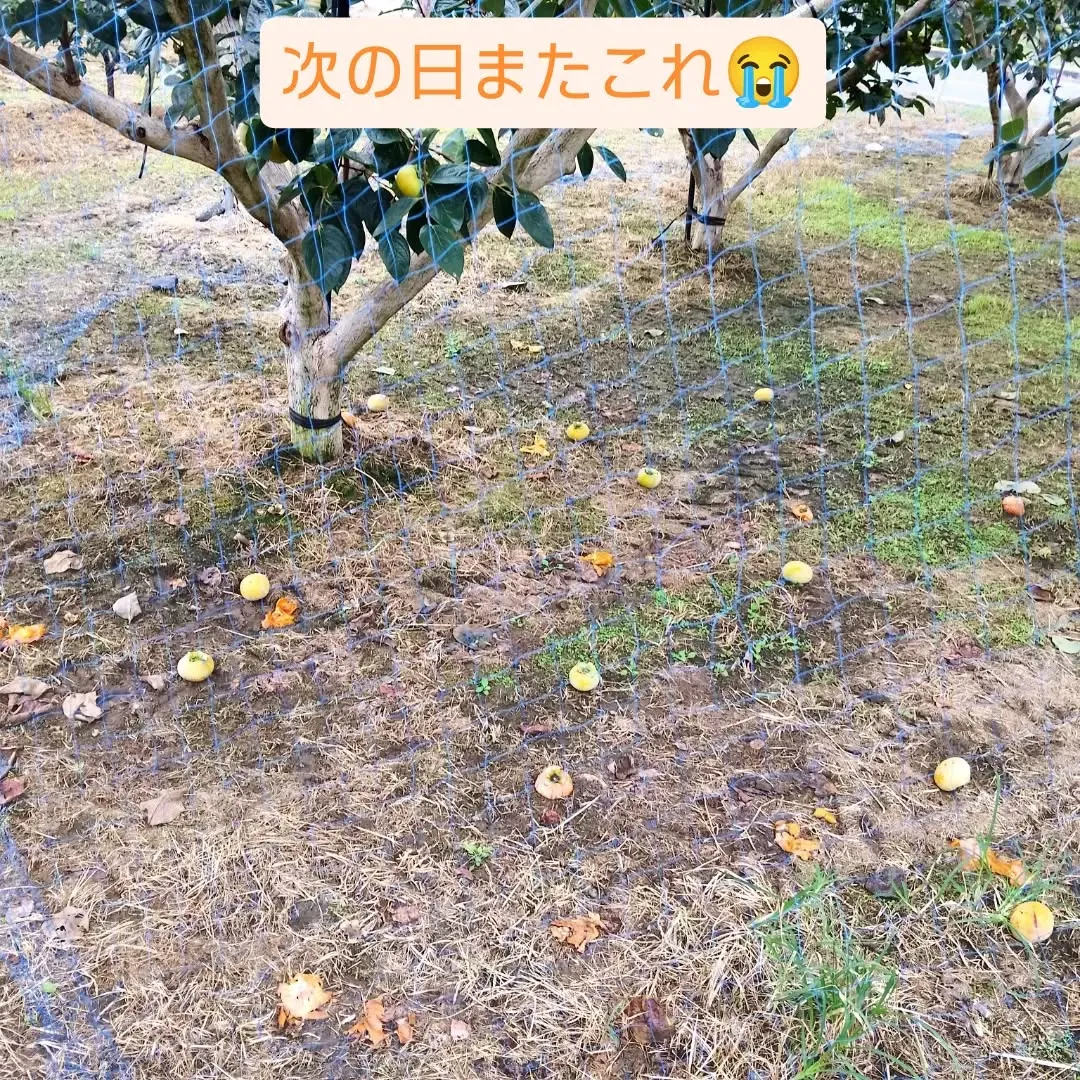 カメムシの被害が深刻です💦