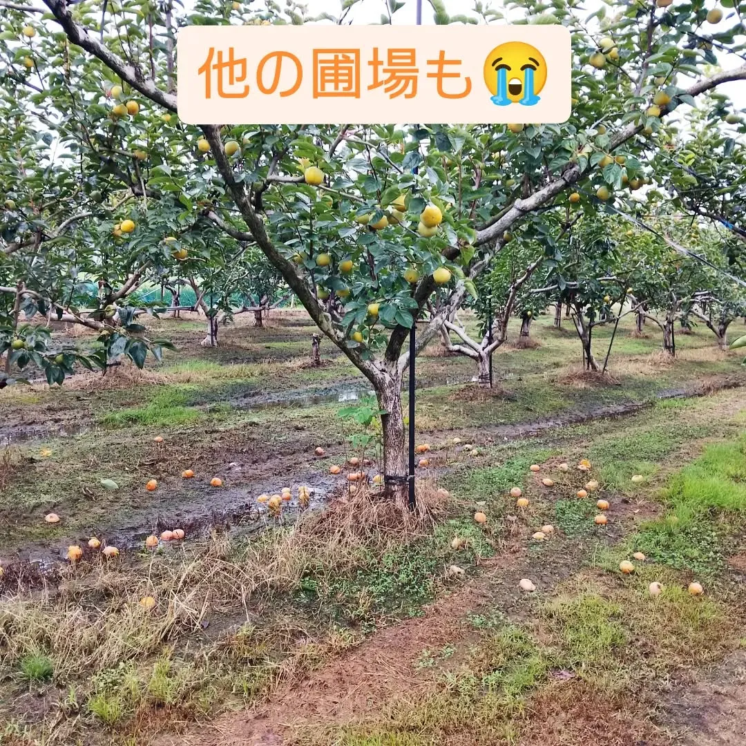 カメムシの被害が深刻です💦