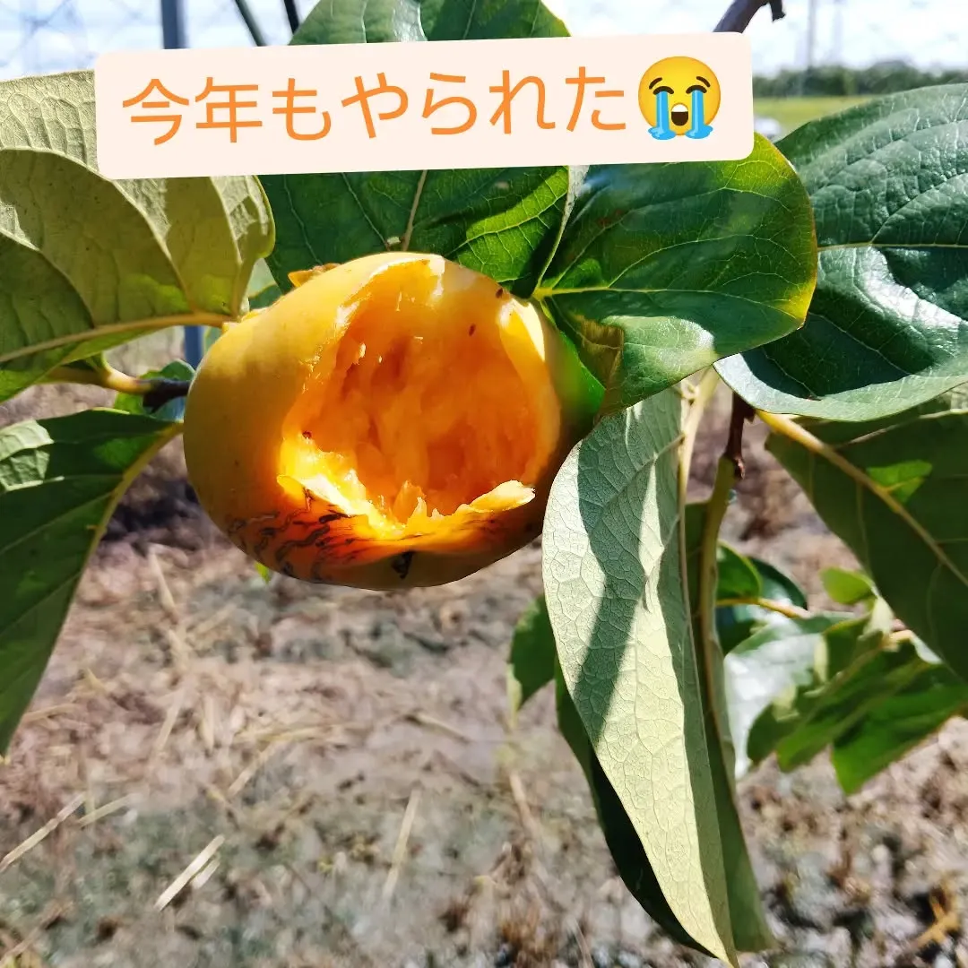 昨年は太秋7月上旬からカラスの被害にあい、かなりの数やられた...