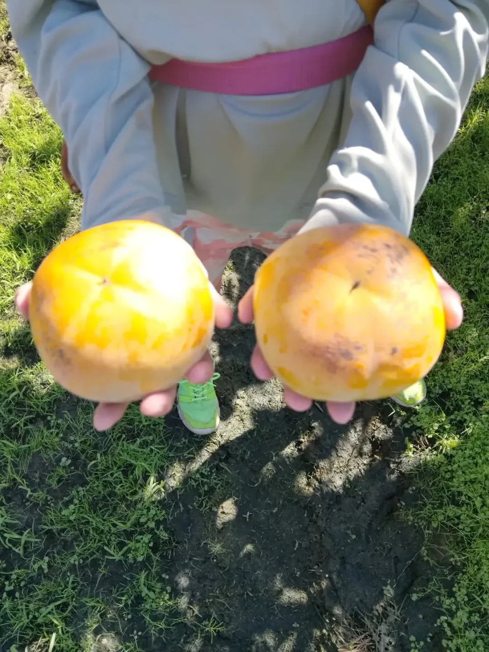 太秋初物です😄