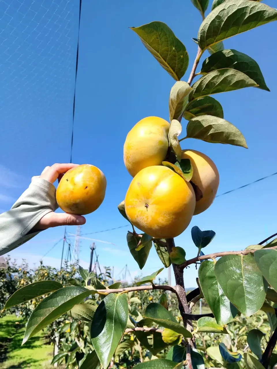 太秋初物です😄