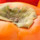 高級柿