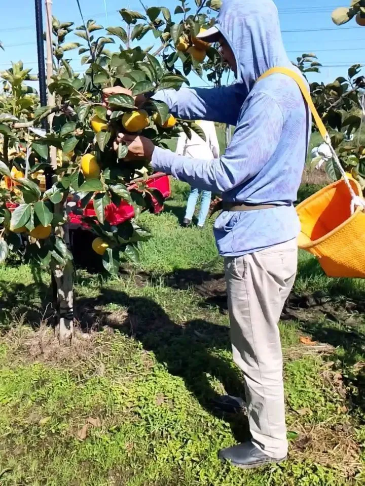 太秋初物です😄